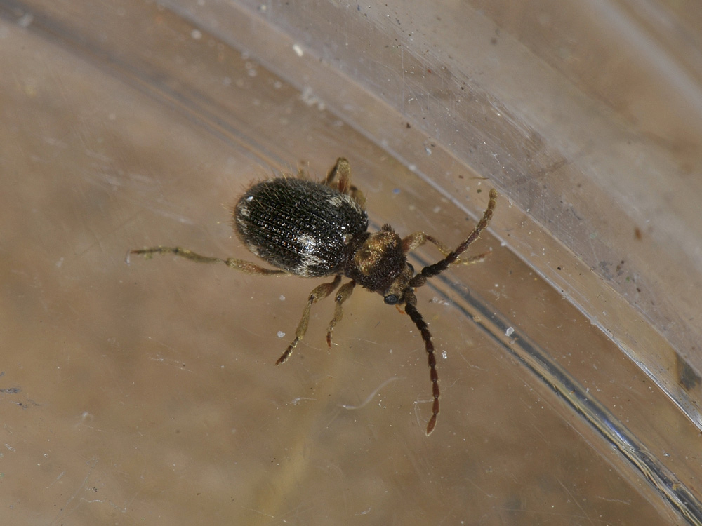 Anobiidae Ptininae?  S, Ptinus cfr. bidens